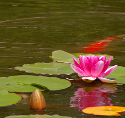 Garden pond supplies