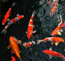 Goldfish pond plants