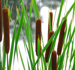 Garden pond kits