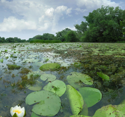 Pond Algae