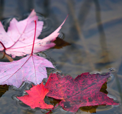 Pond winterizing kits