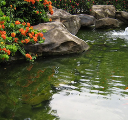 Pond water organisms
