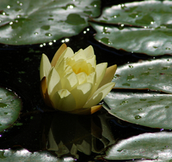 Water lily pond plants