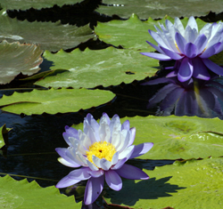 Artificial pond plants