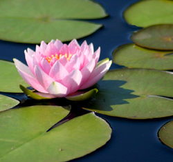 Laguna pond fountains