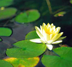 Water pond plants