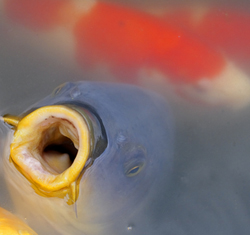 Koi ponds