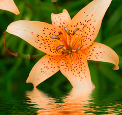 Garden pond design