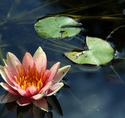 Farm pond filters