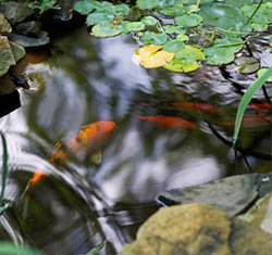 Koi pond plants