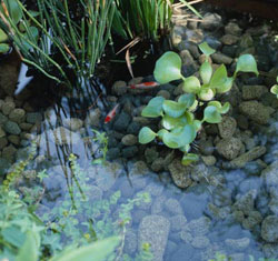 Cleaning ponds