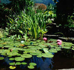 Garden pond styles