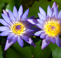 Pond garden