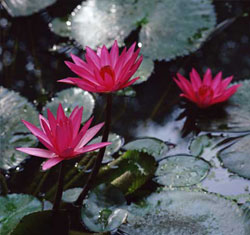 Floating pond liner