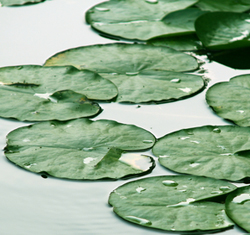 Ornamental pond water supplies