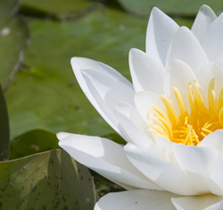 Aquatic plants